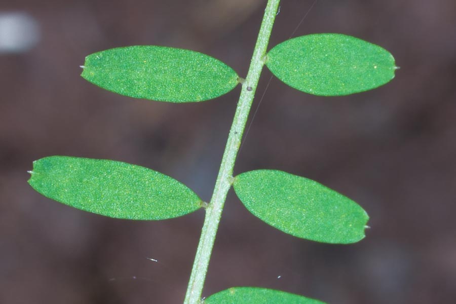 Vicia loiseleurii / Veccia di Loiseleur